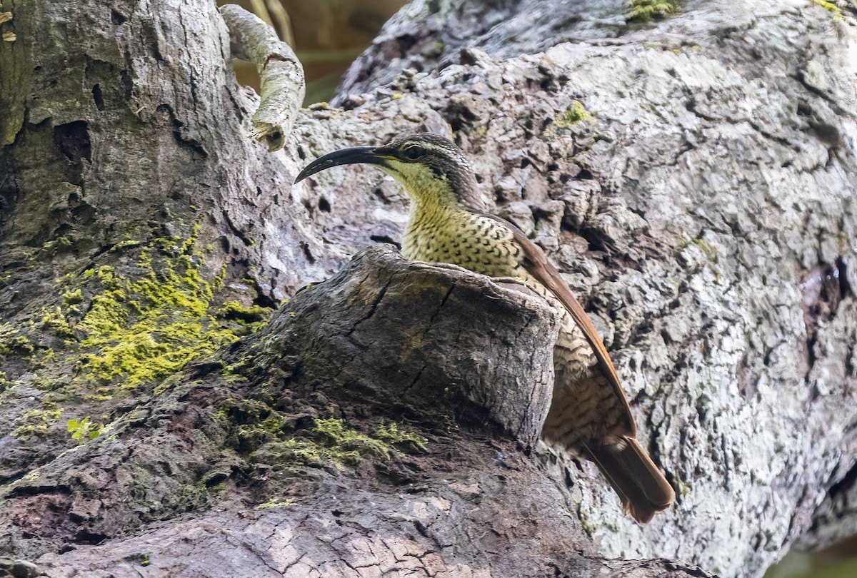 Paradise Riflebird - ML646887692