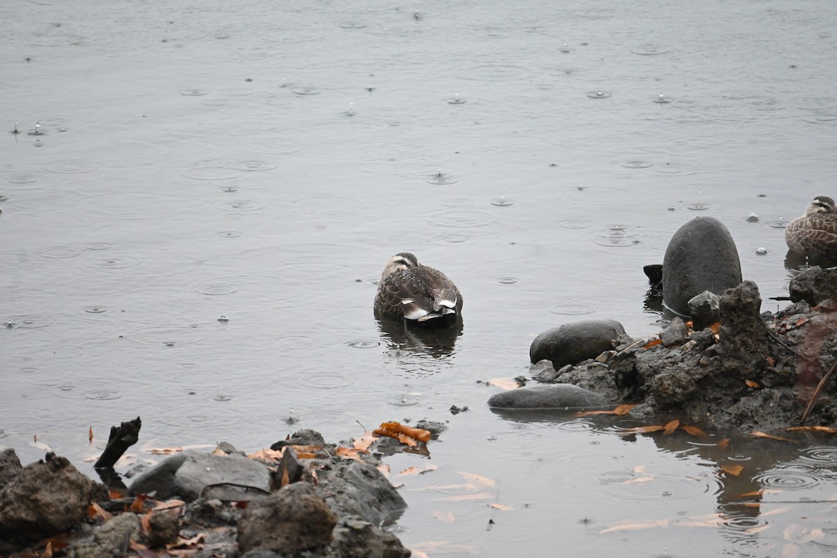 Eastern Spot-billed Duck - ML646887695