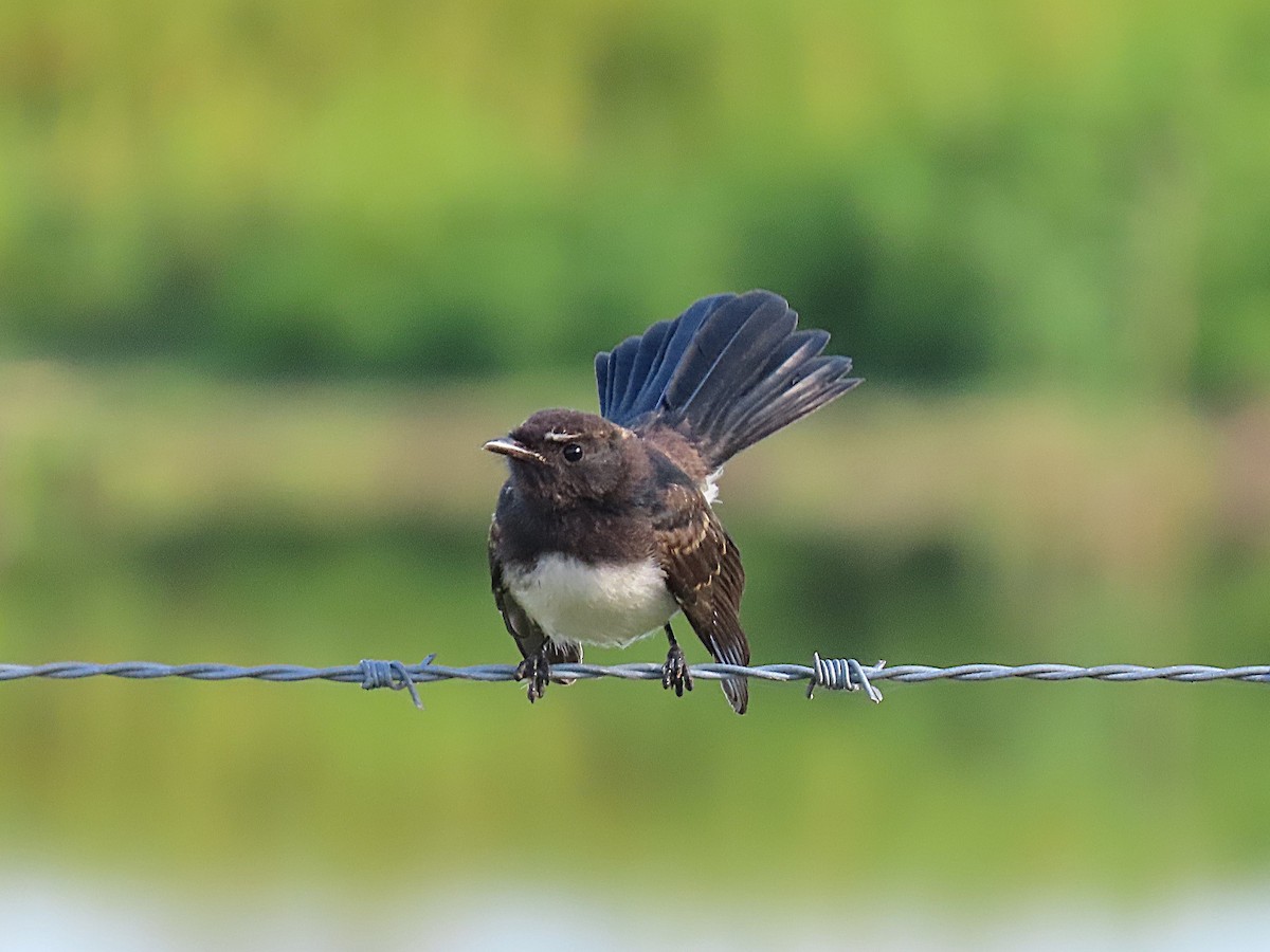 Willie-wagtail - ML646887696