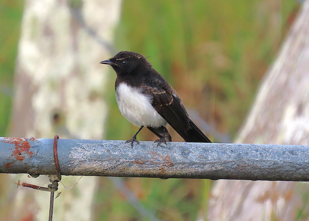 Willie-wagtail - ML646887697