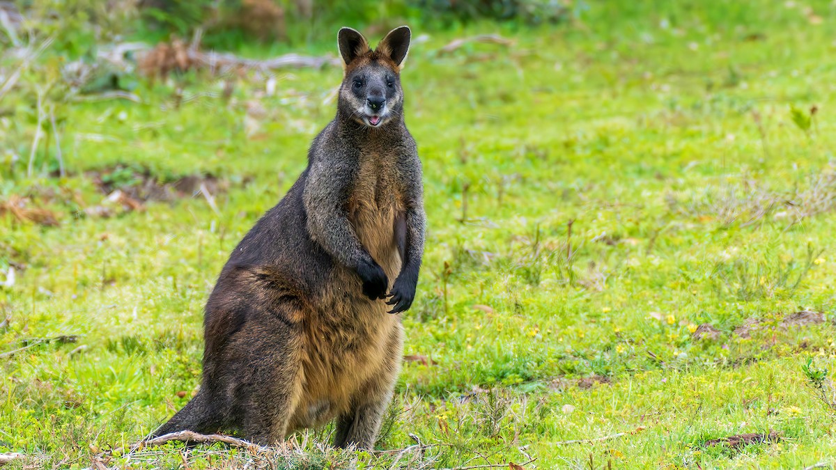 Млекопитающие - ML646887698