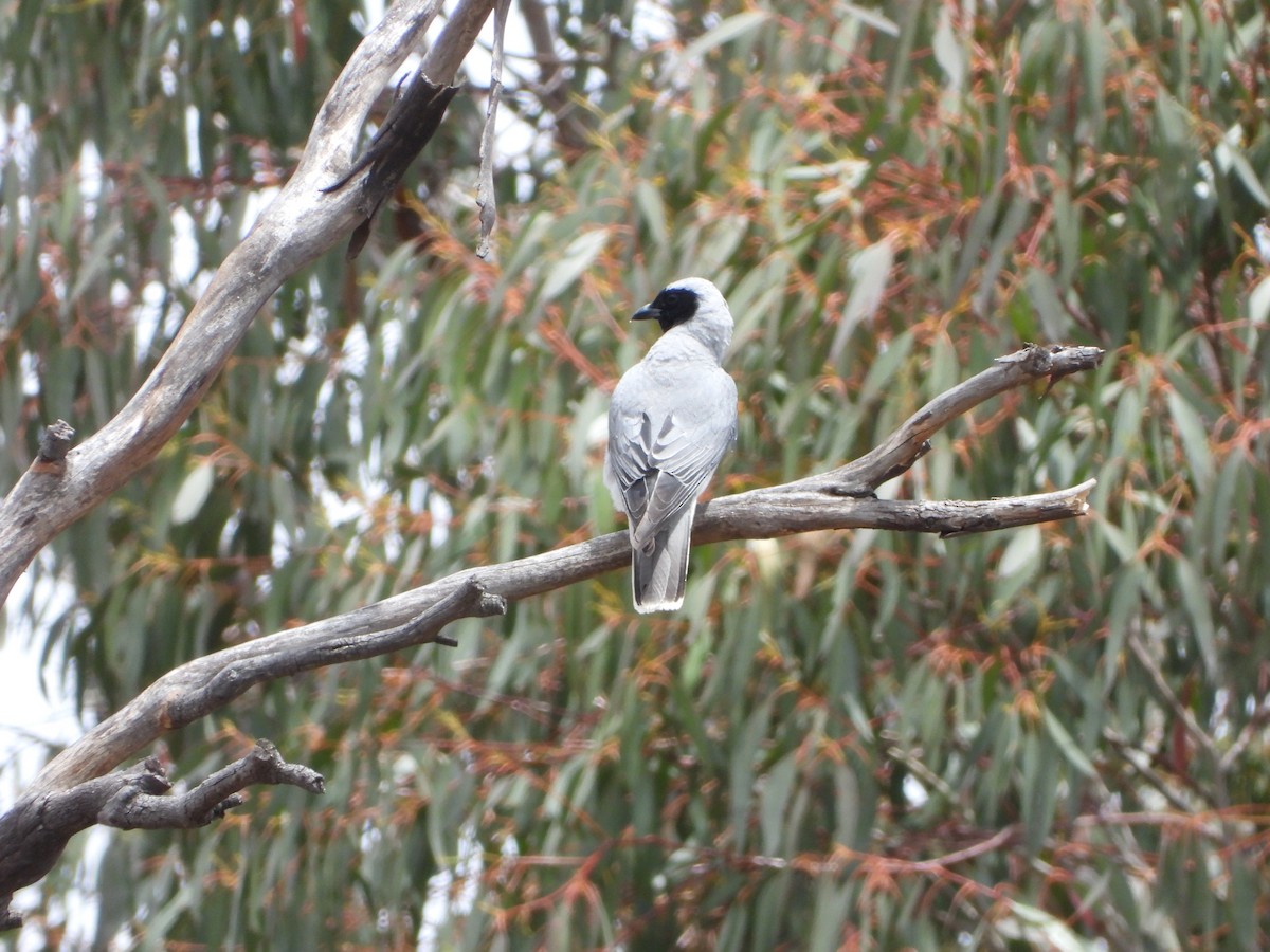 Black-faced Cuckooshrike - ML646887699
