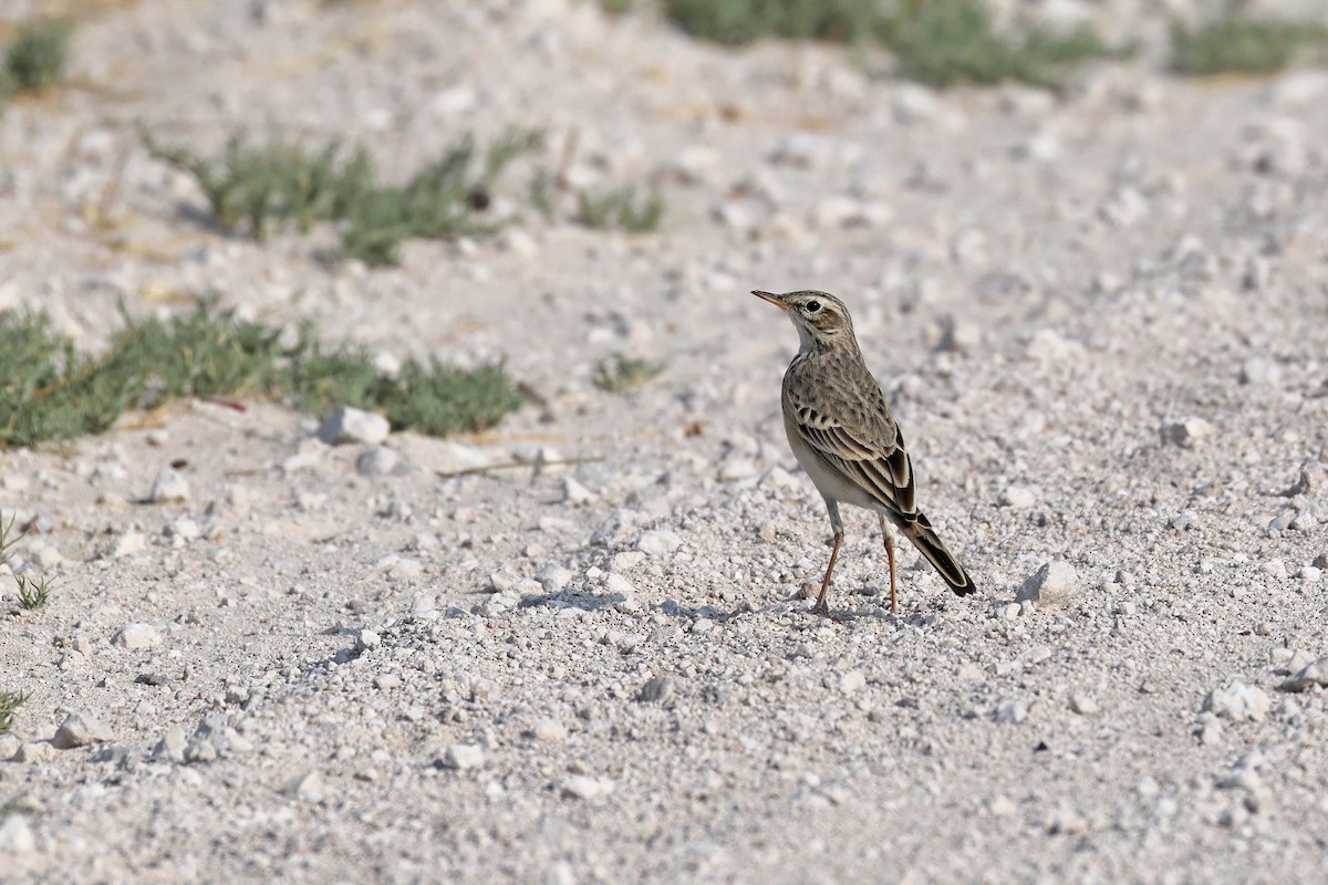 African Pipit - ML646887700