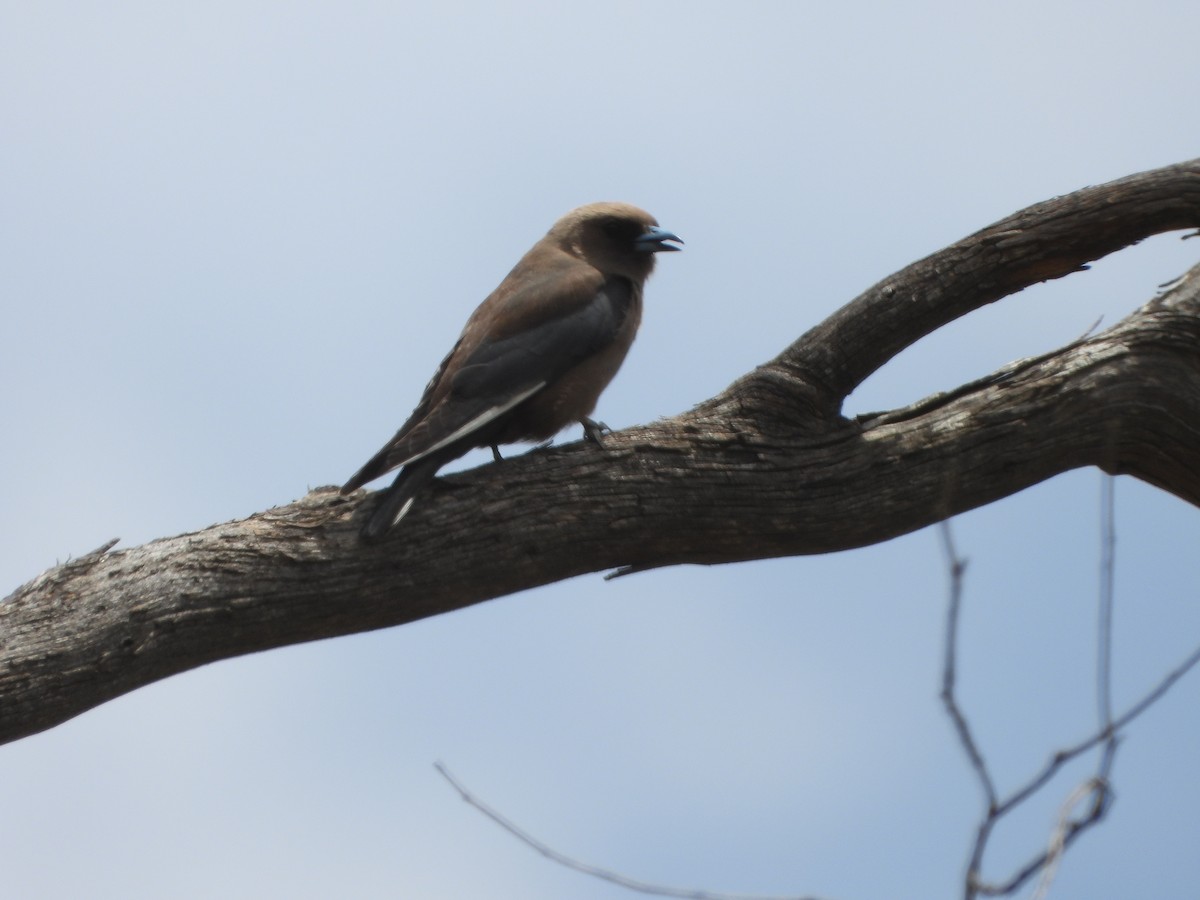 Dusky Woodswallow - ML646887701