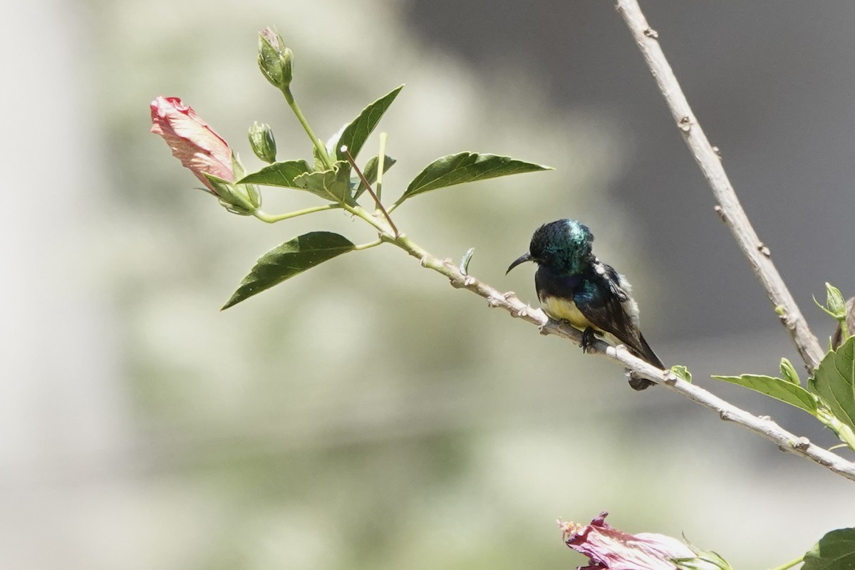 Variable Sunbird (Yellow-bellied) - ML646887702