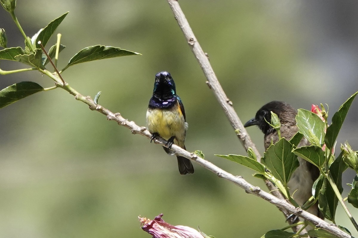 Variable Sunbird (Yellow-bellied) - ML646887707