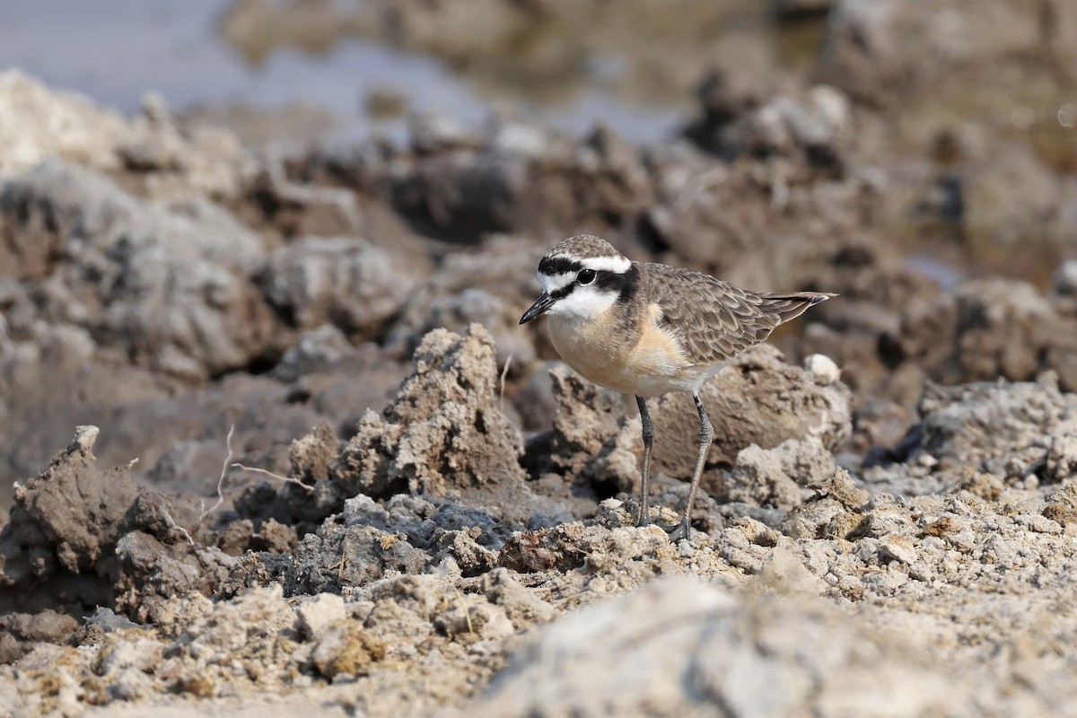 Kittlitz's Plover - ML646887708