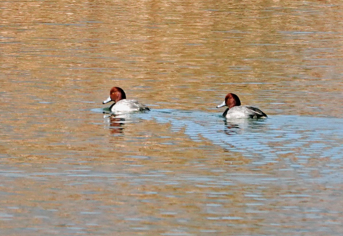 Redhead - ML646887709