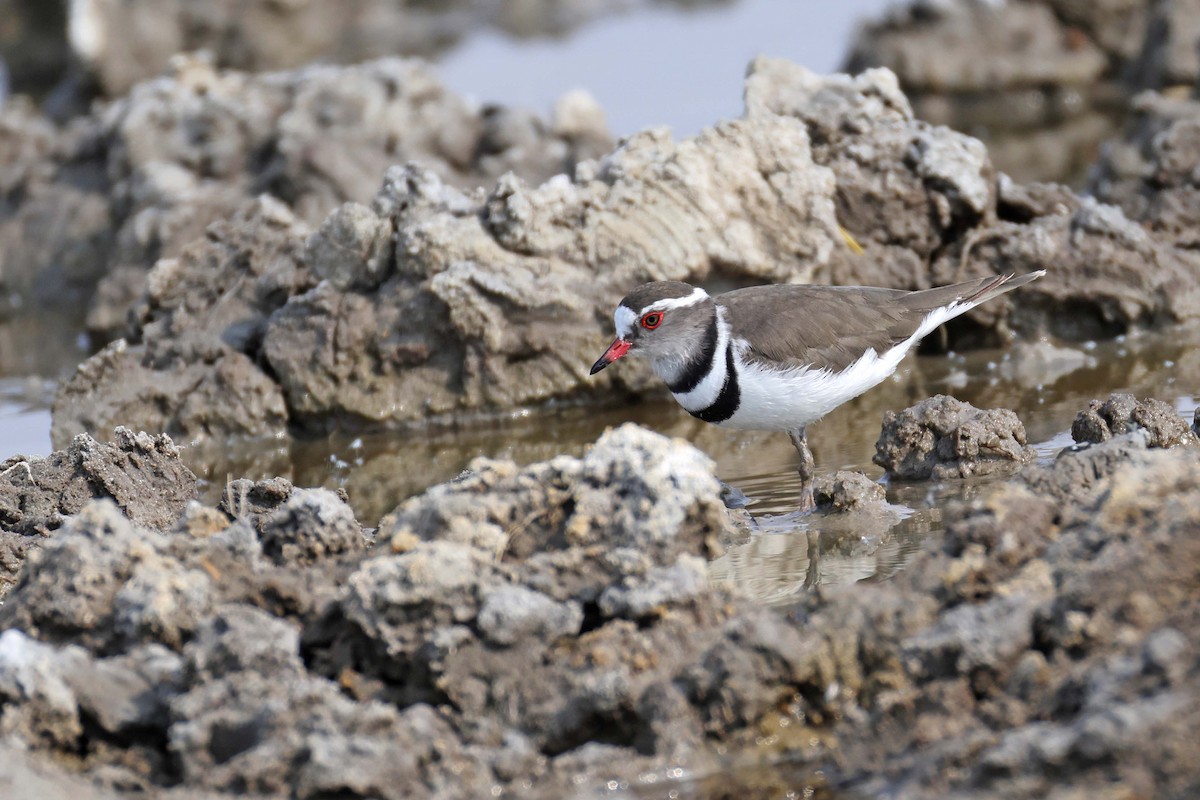 Three-banded Plover - ML646887710