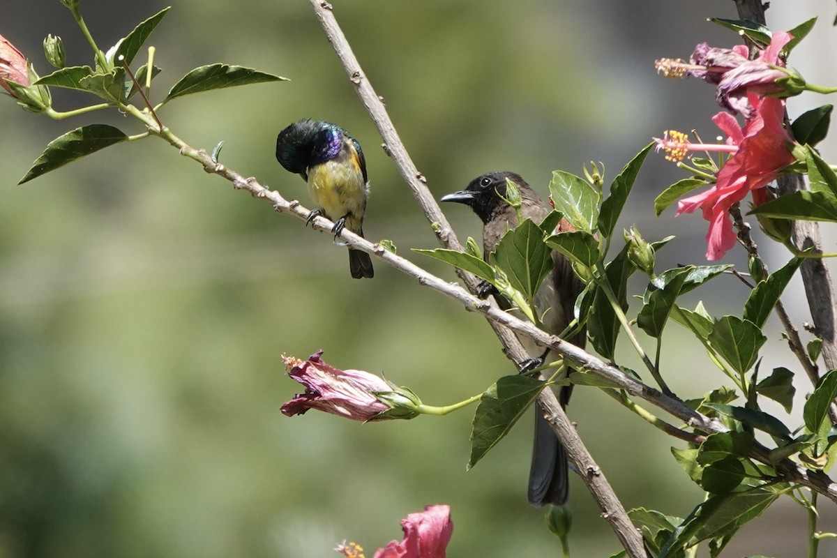 Common Bulbul - ML646887711