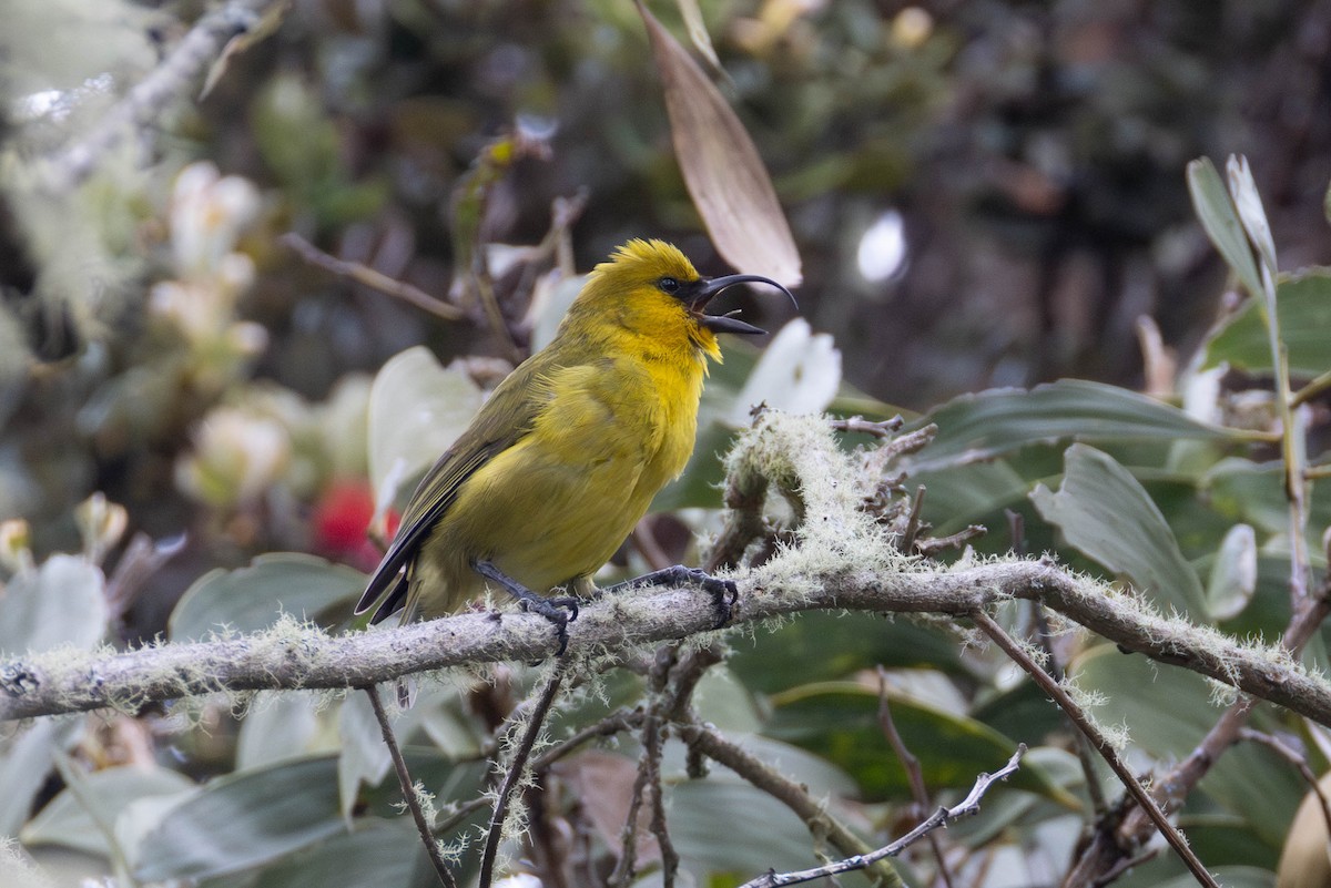 Akiapolaau - ML646887712