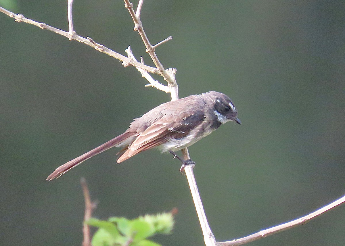 Gray Fantail - ML646887713