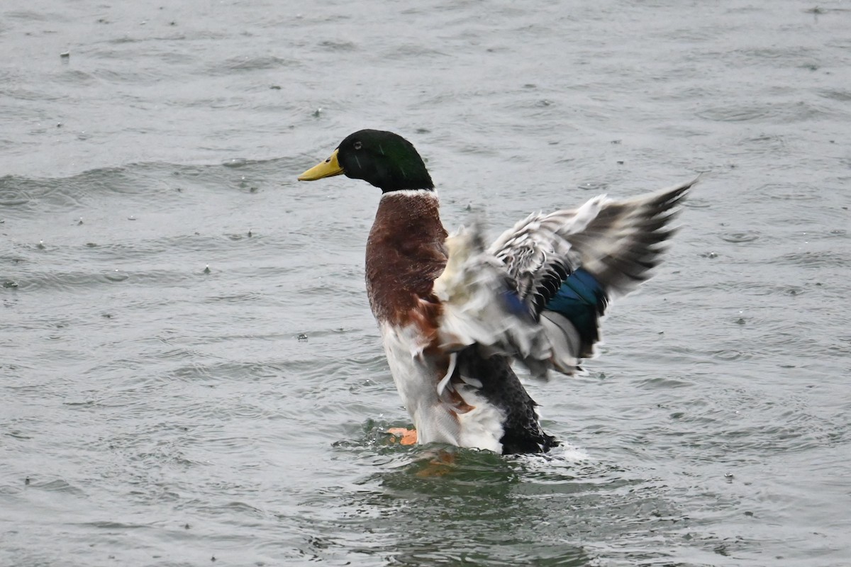 Basahatea (etxekoa) - ML646887714