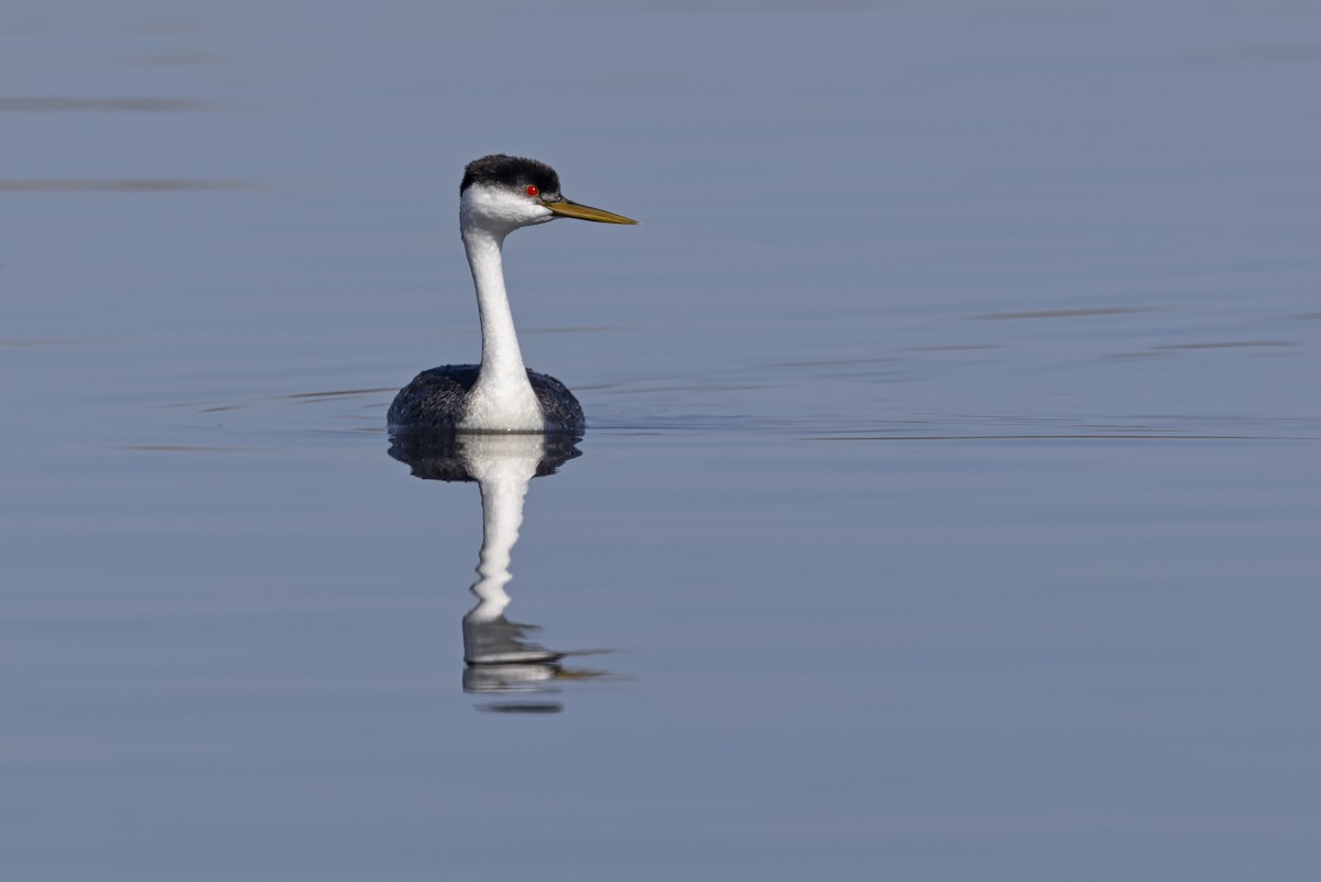 Западная поганка - ML646887715