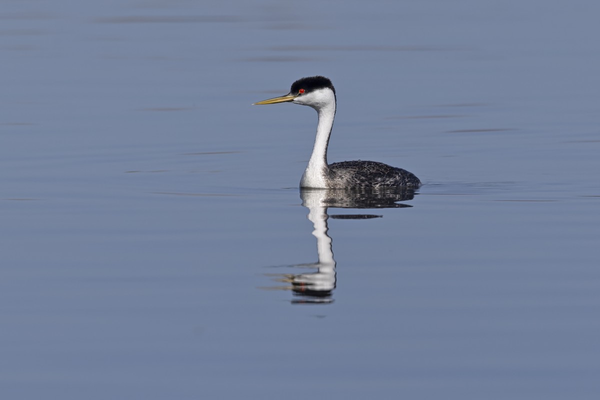 Западная поганка - ML646887716