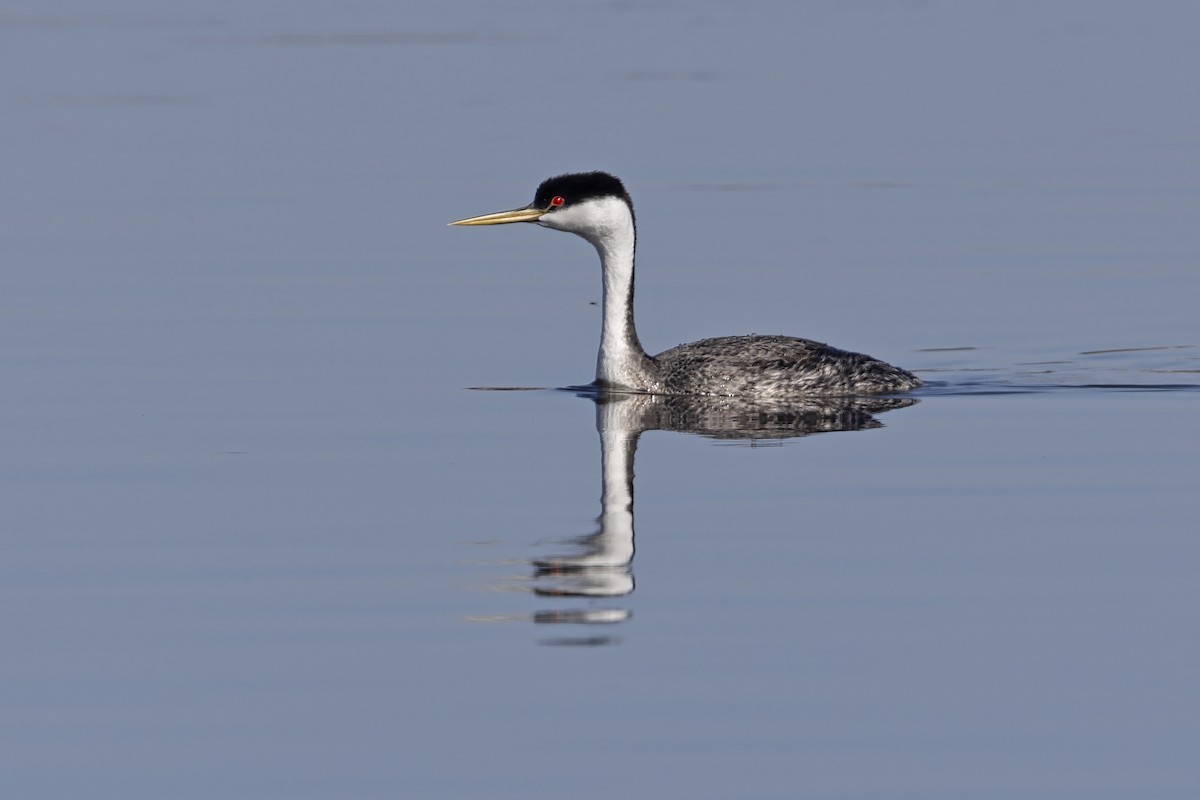 Западная поганка - ML646887717