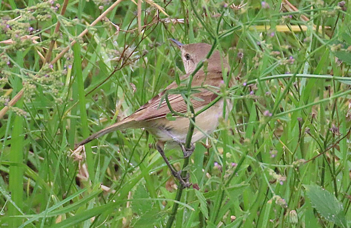 Australian Reed Warbler - ML646887721