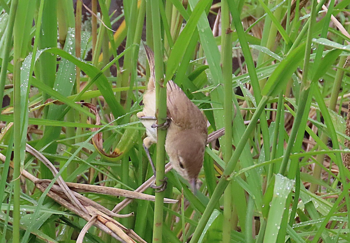 Australian Reed Warbler - ML646887722