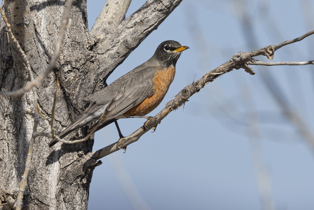 Странствующий дрозд - ML646887726