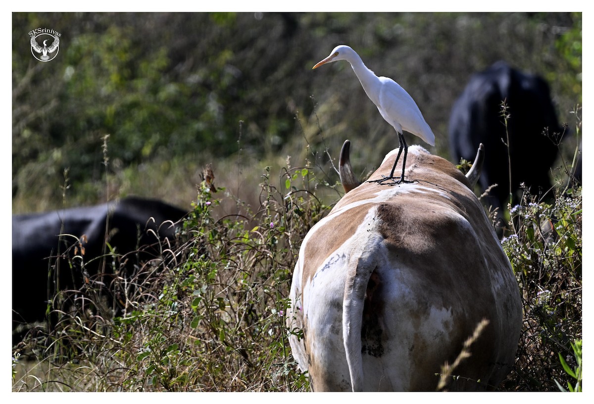 Eastern Cattle-Egret - ML646887727