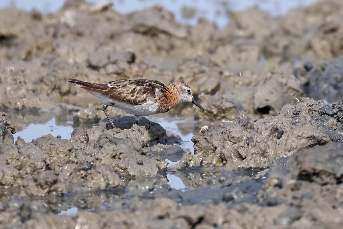 Txirri txikia - ML646887728