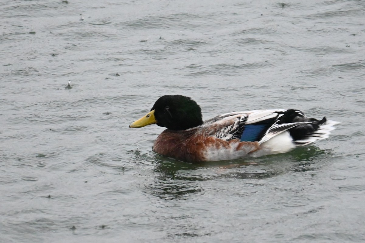 Basahatea (etxekoa) - ML646887729