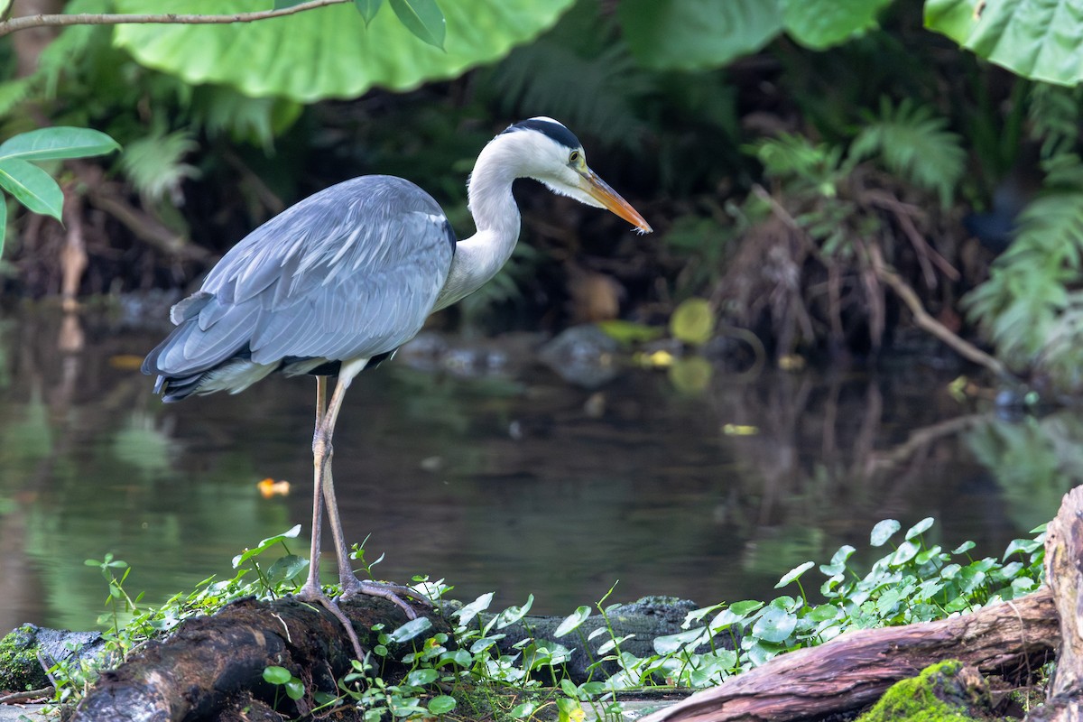 Garza Real - ML646887730