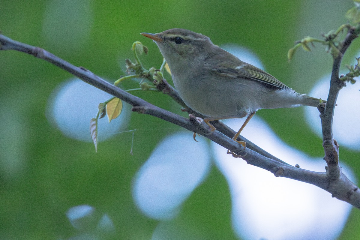 Mosquitero Boreal - ML646887731