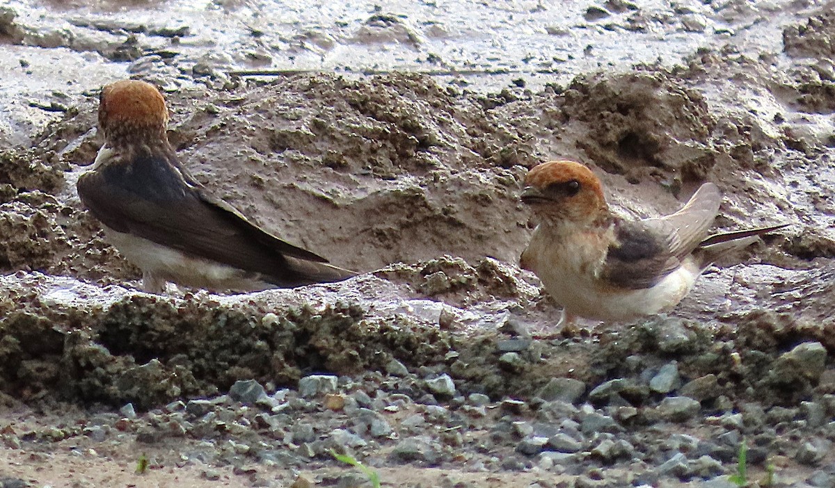 Ariel enara - ML646887732