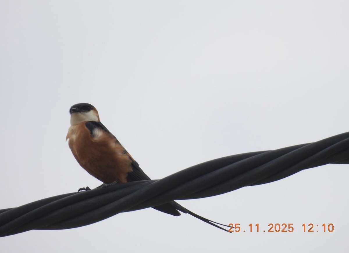 Enara ipurgorri senegaldarra - ML646887733