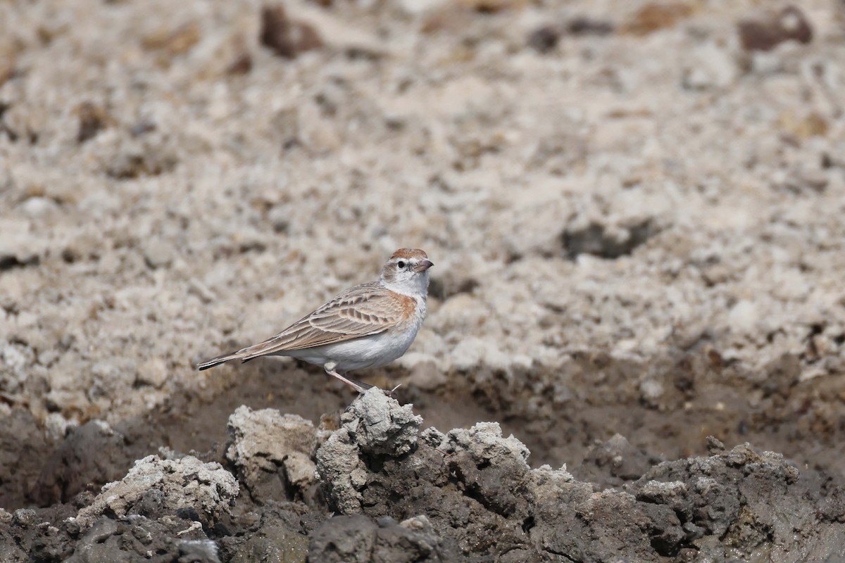 Red-capped Lark - ML646887734