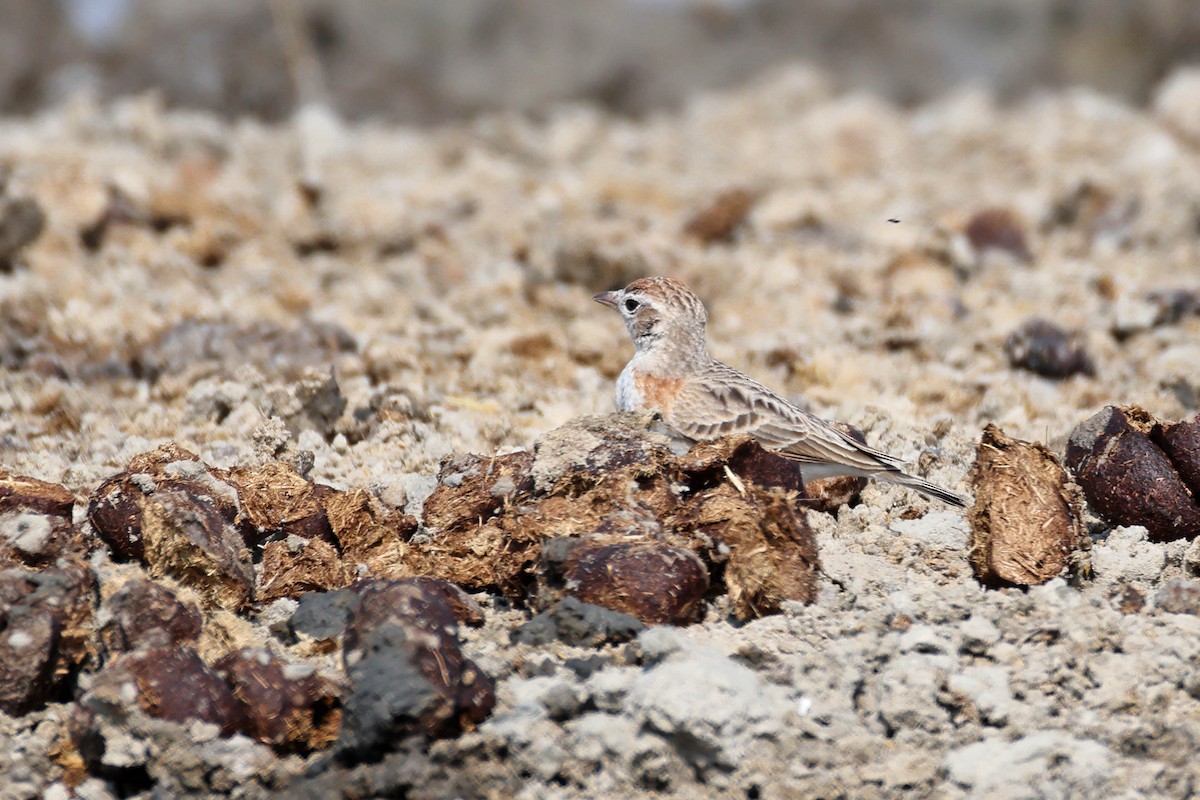 Red-capped Lark - ML646887735