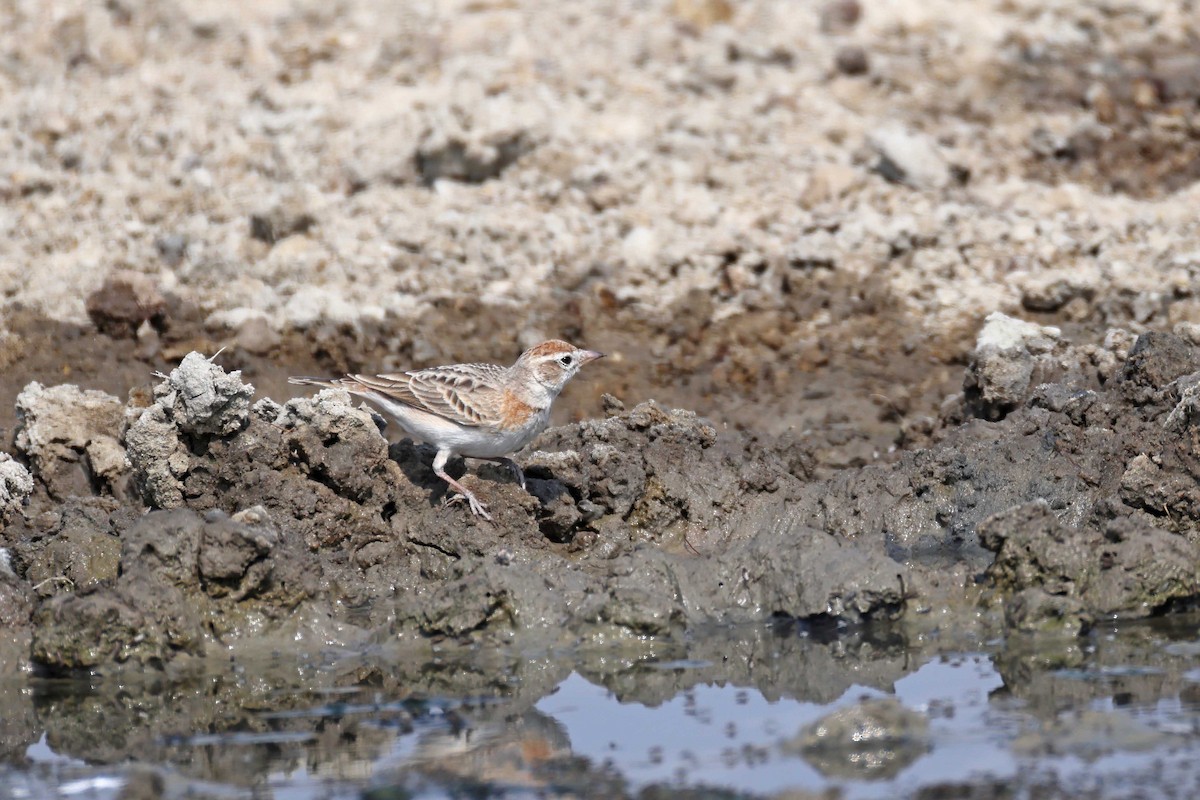 Red-capped Lark - ML646887736