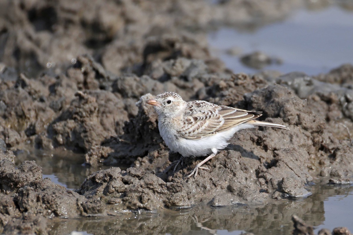 Red-capped Lark - ML646887737