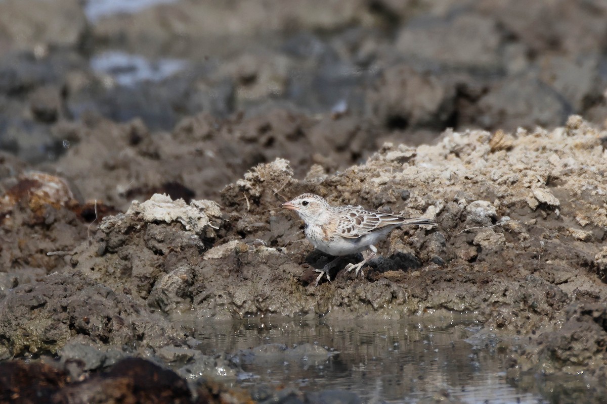 Red-capped Lark - ML646887738