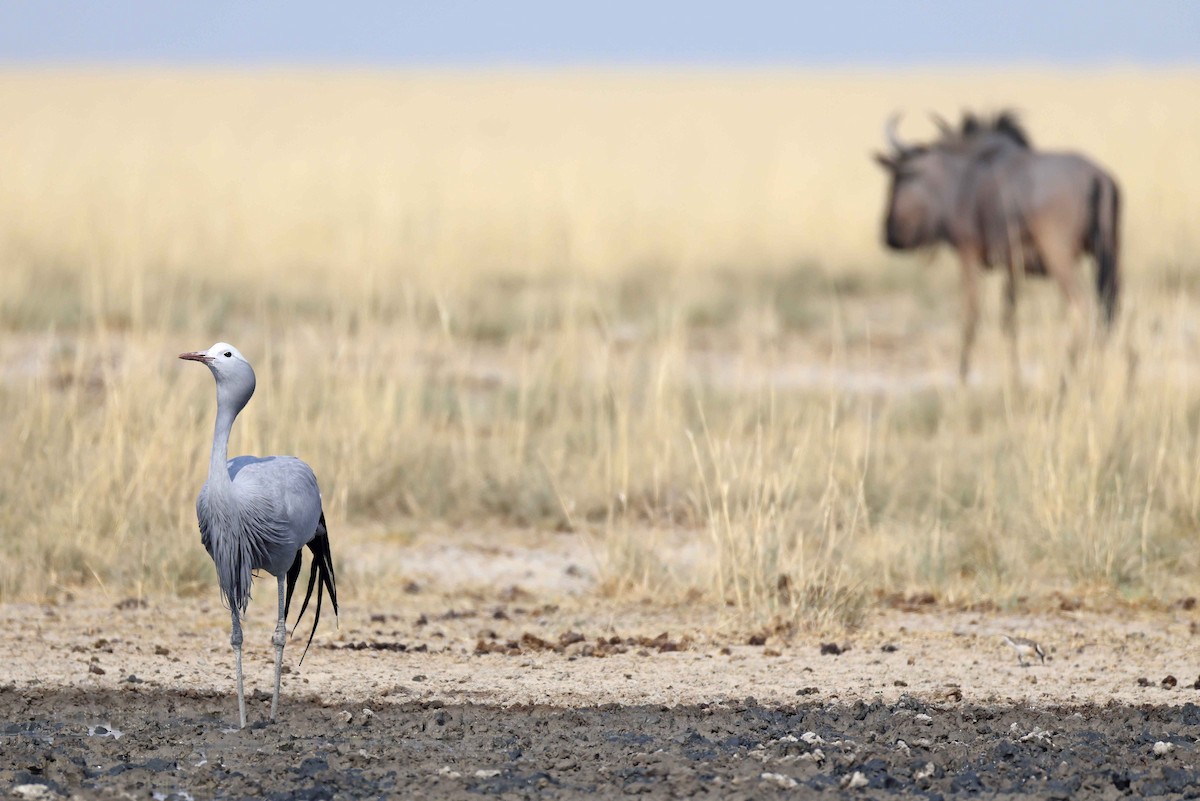 Lertsun urdina - ML646887740