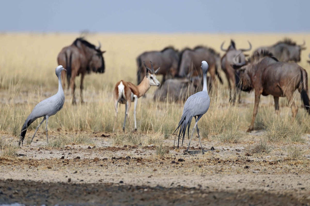 Lertsun urdina - ML646887741