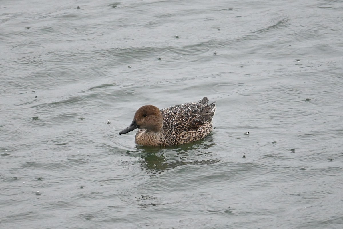 Ahate buztanluzea - ML646887742