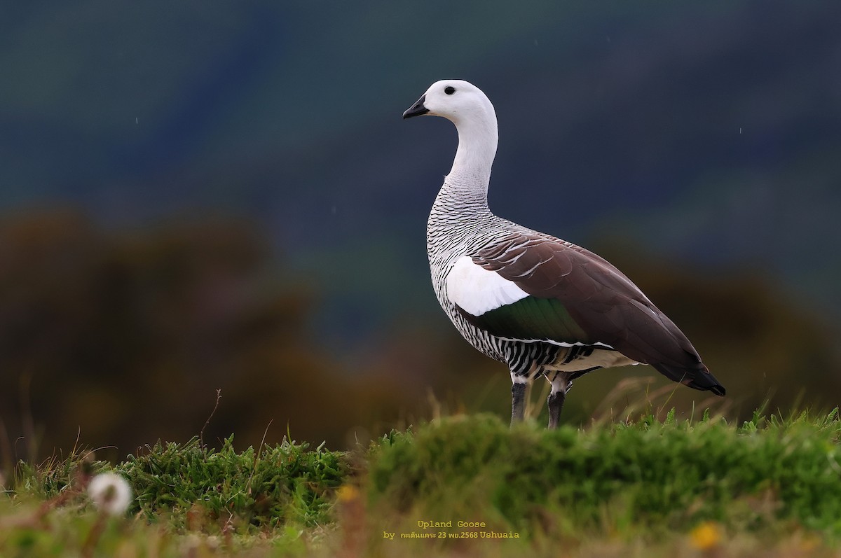 Magallaesko antzara - ML646887744