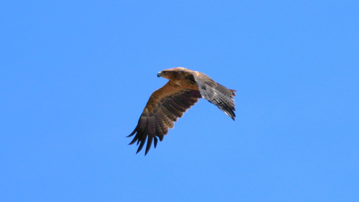 Tawny Eagle - ML646887745