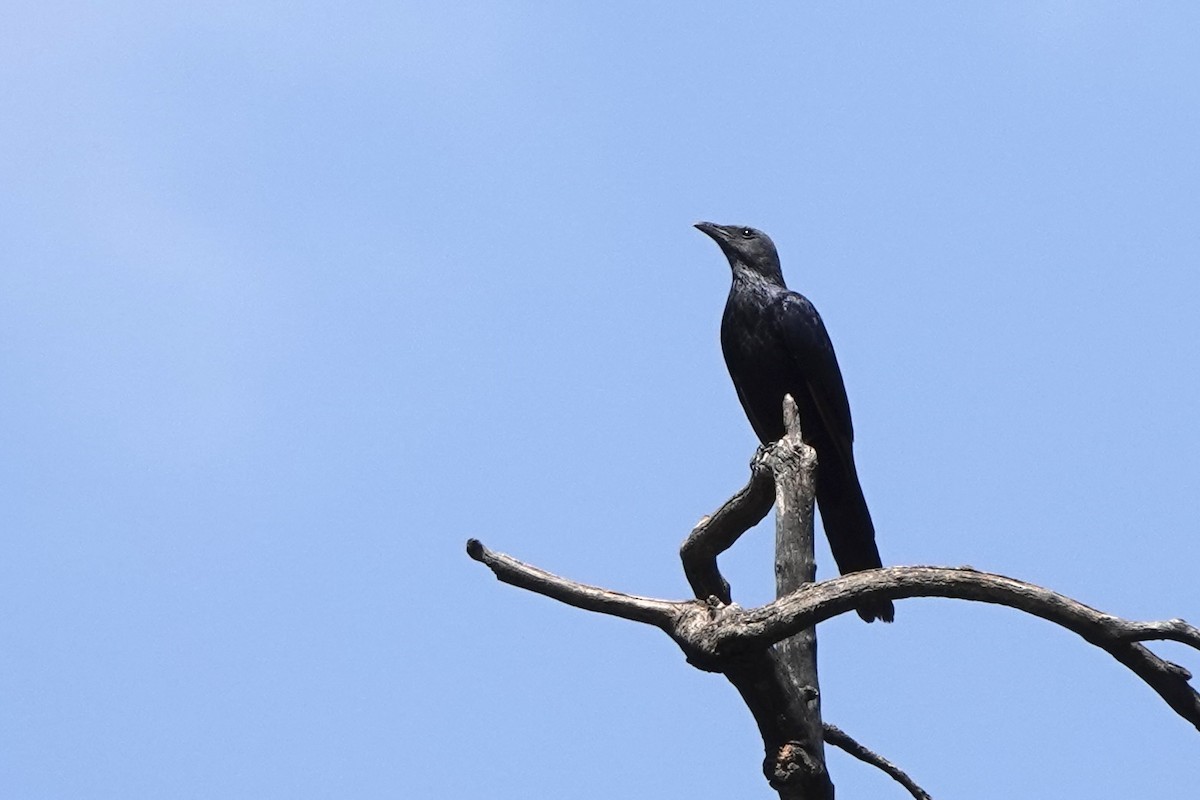 Estornino Alirrojo - ML646887746