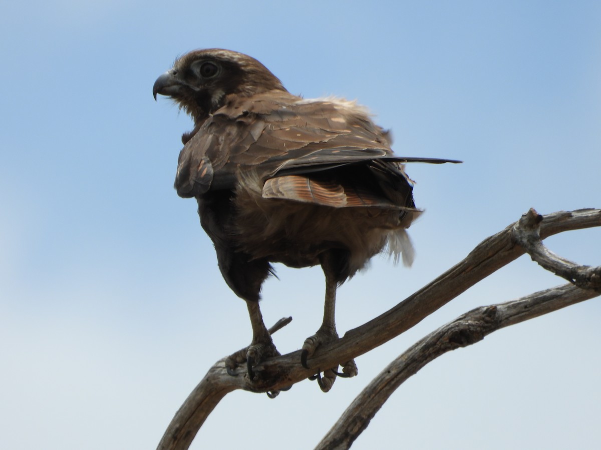 Halcón Berigora - ML646887748