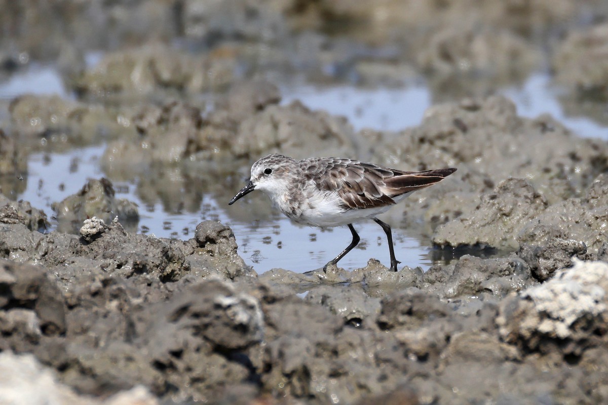 Correlimos Menudo - ML646887750