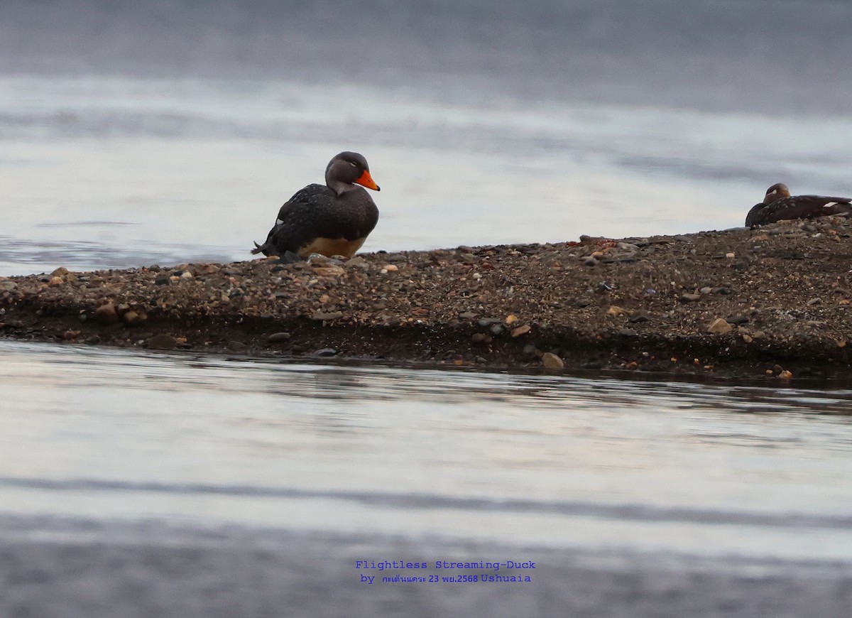 Quetro Austral - ML646887751