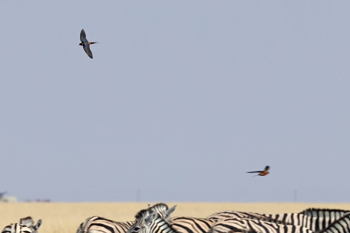 Golondrina Pechirrufa - ML646887752