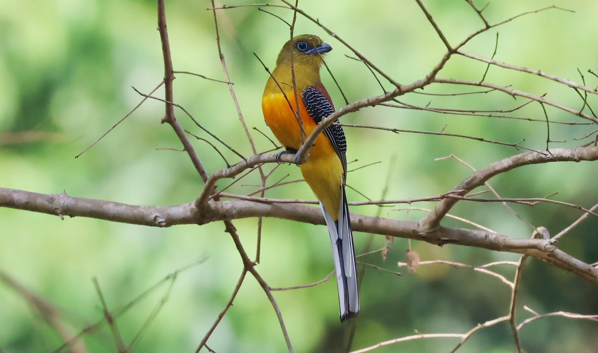 Orange-breasted Trogon - ML646887753
