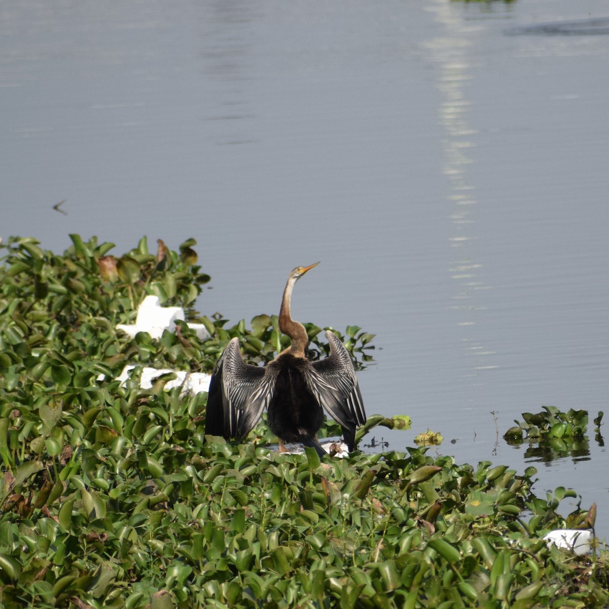 Oriental Darter - ML646887754