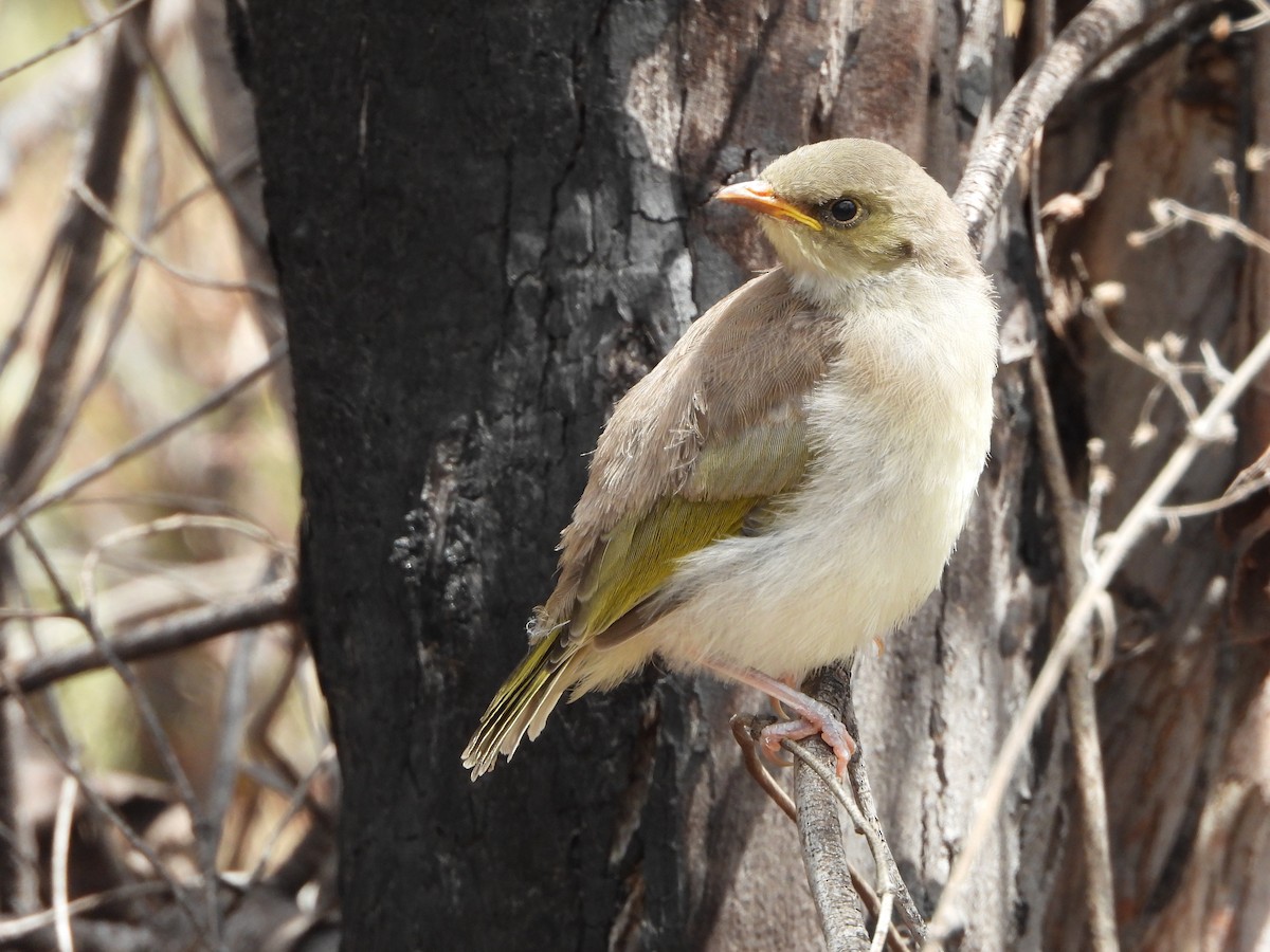 Mielero Fusco - ML646887755