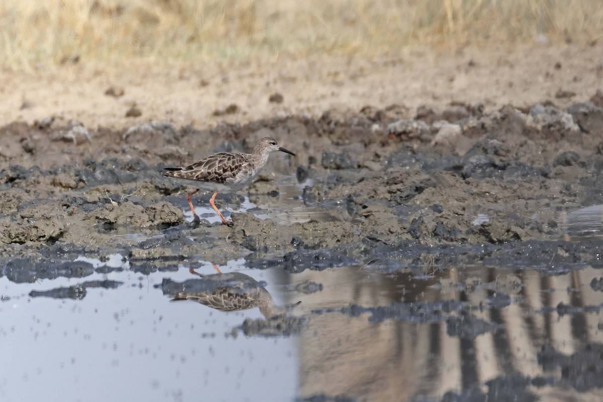 Combatiente - ML646887756