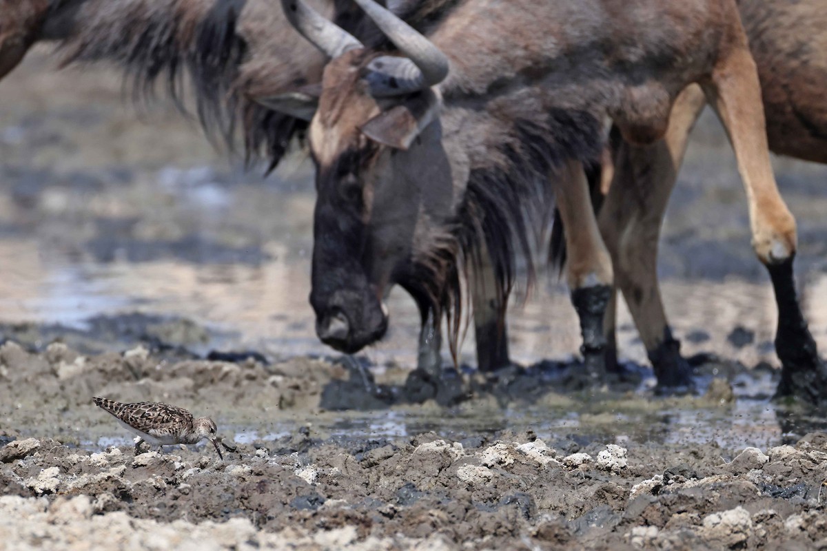 Combatiente - ML646887757